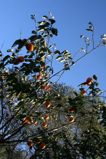 bd0996-54592.jpg