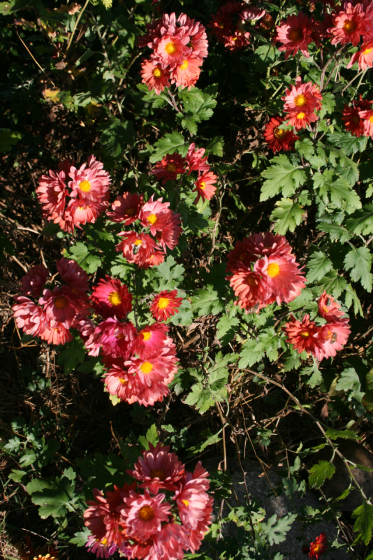 df85d2-15190.jpg