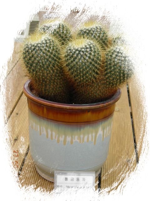세계선인장 이미지